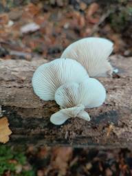 Crepidotus malachius