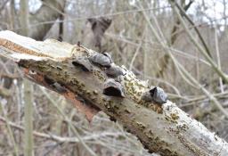 Auricularia auricula-judae