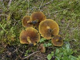 Cortinarius cinnamomeus