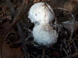Cystolepiota pulverulenta