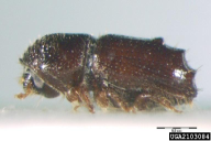 Pityogenes chalcographus