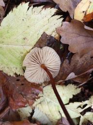 Marasmius cohaerens