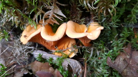 Hygrophoropsis aurantiaca