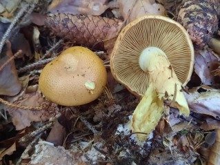 Phlegmacium percome