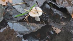 Russula alnetorum