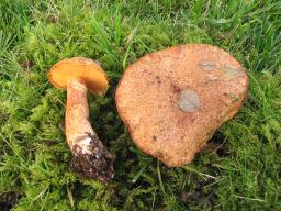 Suillus tridentinus