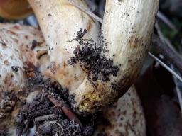 Pseudoboletus parasiticus