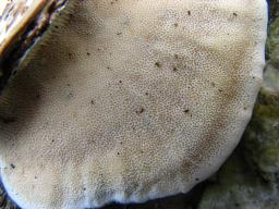 Trametes hirsuta