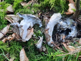 Hygrophorus marzuolus