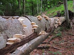 Pleurotus pulmonarius