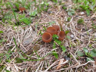 Dumontinia tuberosa