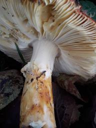 Amanita caesarea