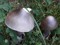 Amanita submembranacea