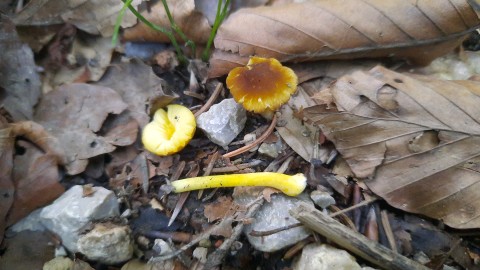 Pluteus romellii