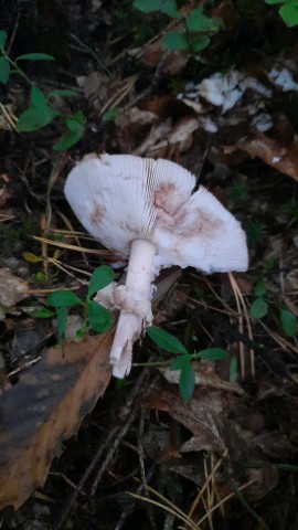 Amanita rubescens