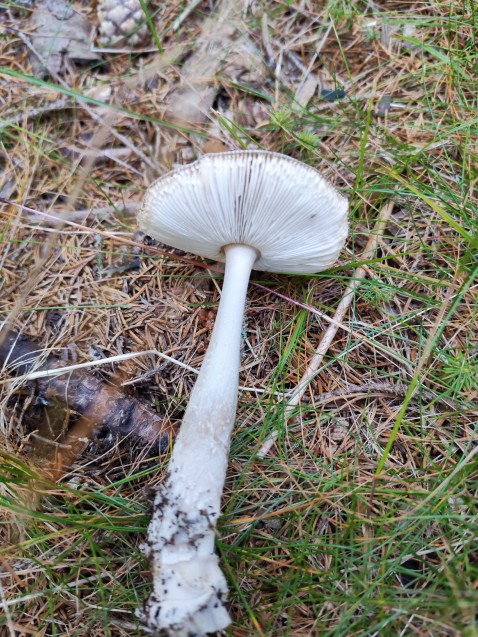 Amanita vaginata
