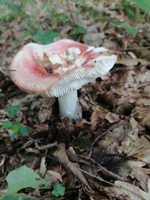 Russula luteotacta