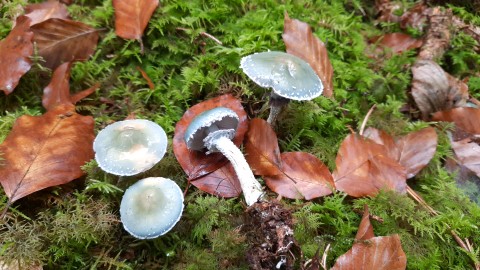 Stropharia aeruginosa