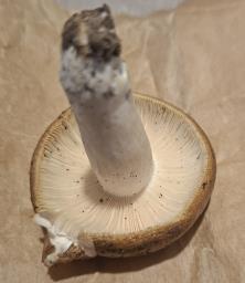 Russula carpini