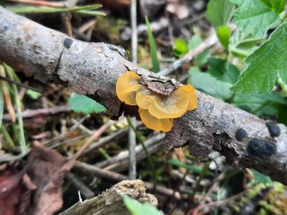 Tremella mesenterica