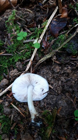 Pluteus pellitus