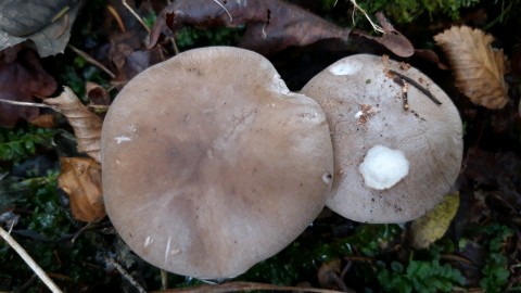 Clitocybe nebularis