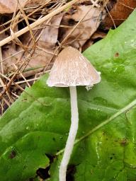 Psathyrella fibrillosa