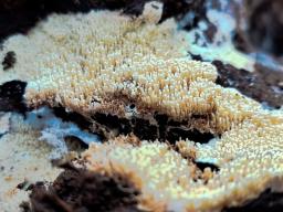 Cristinia eichleri