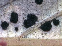 Phragmidium violaceum