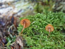 Galerina triscopa