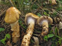 Cortinarius trivialis