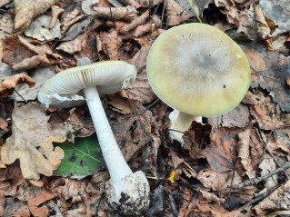 Amanita phalloides