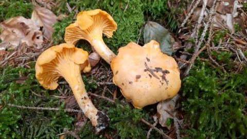 Cantharellus cibarius