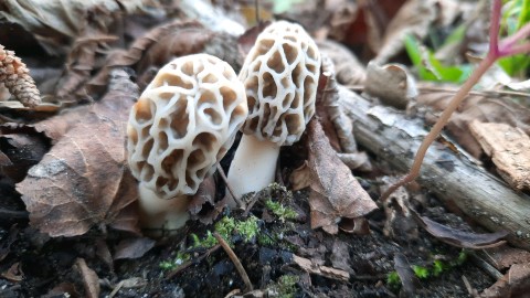 Morchella esculenta