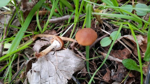 Conocybe aporos