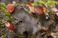 Peltigera horizontalis