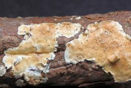 Steccherinum ochraceum