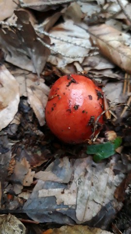 Russula emetica