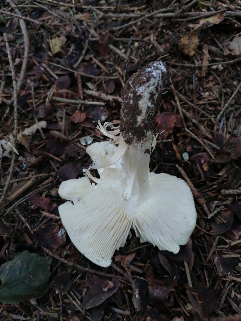 Tricholoma columbetta