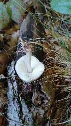 Pluteus cervinus