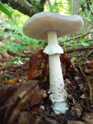 Amanita excelsa