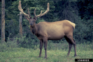 Cervus elaphus