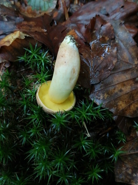 Xerocomus subtomentosus