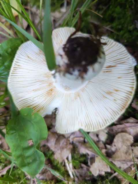 Russula heterophylla