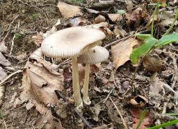 Amanita albogrisescens