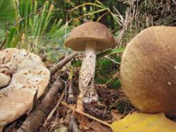 Leccinum schistophilum