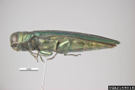 Agrilus planipennis