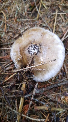 Amanita excelsa