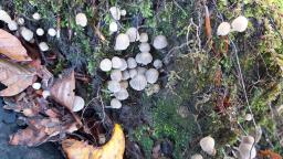 Coprinellus disseminatus