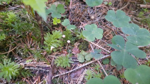 Marasmius wettsteinii